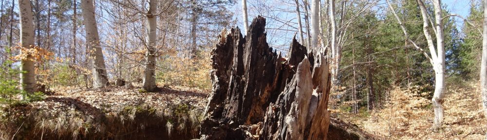 „Структура и екологични функции на мъртва биомаса в букови гори  (Fagus sylvatica L.) в Западна България“